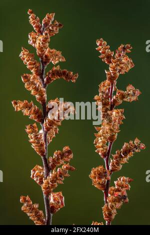 Fiori maschili di Bog-mirto, Myrica gale, in primavera; zona boschiva, New Forest. Foto Stock