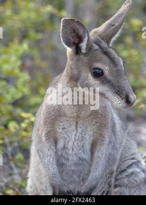 (210525) -- SYDNEY, 25 maggio 2021 (Xinhua) -- Foto scattata il 26 settembre 2018 mostra una wallaby bridled del nailtail al rifugio naturale di Avocet nel Queensland centrale, Australia. Una popolazione di wallaby di nailtail bridled nello stato australiano del Queensland è stata riportata dall'orlo dell'estinzione, dopo che gli scienziati di conservazione hanno triallato una tecnica di intervento mai prima usata sui mammiferi terrestri. Questa nuova strategia di conservazione, rivelata martedì, è stata condotta da scienziati presso l'Università del nuovo Galles del Sud (UNSW), dando alla wallaby nailtail bridled una testa a partire da li Foto Stock