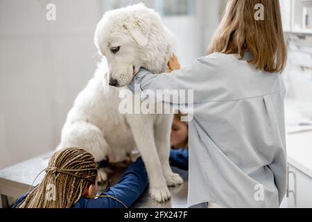 Donna proprietario abbracci e calmare un grande cane bianco in una clinica veterinaria, mentre veterinari tagliare le artigli del paziente in piedi al tavolo esame. Trattamento e cura degli animali domestici. Visita un medico. Foto Stock