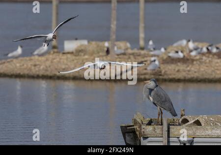 Grey Heron, Ardea cinerea, sul molo che è mobbed da gabbiani a testa nera vicino al loro sito di riproduzione. Dorset. Foto Stock