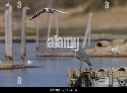 Grey Heron, Ardea cinerea, sul molo che è mobbed da gabbiani a testa nera vicino al loro sito di riproduzione. Dorset. Foto Stock