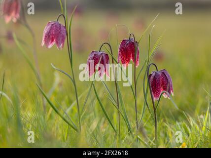 fritillary o fritillary, Fritillaria meleagris, che fiorisce in una pianura alluvionale, Wiltshire. Foto Stock