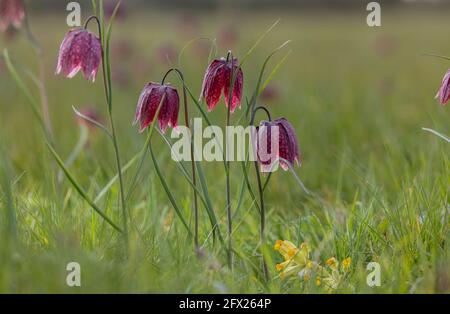 fritillary o fritillary, Fritillaria meleagris, che fiorisce in una pianura alluvionale, Wiltshire. Foto Stock