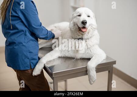 Felice cane grande sdraiato e rilassarsi sul tavolo, mentre veterinario medico di esame in clinica veterinaria. PET salute e concetto medico. Animale non paura. Foto Stock