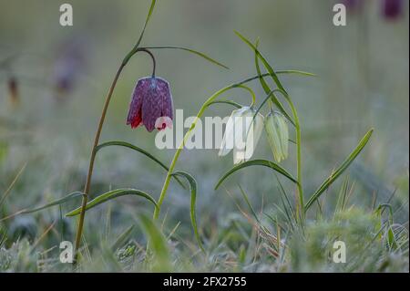 fritillary o fritillary, Fritillaria meleagris, che fiorisce in una pianura alluvionale, Wiltshire. Foto Stock