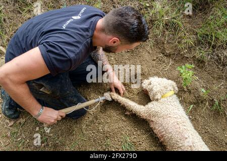 Un cane d'acqua appositamente addestrato per sniff fuori tartufi indica dove sono graffiando e sdraiato sul terreno per il cacciatore di scavarli in su Foto Stock