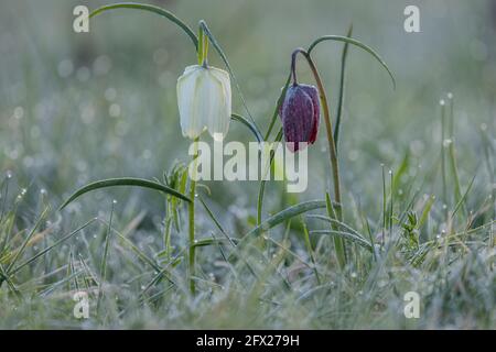 fritillary o fritillary, Fritillaria meleagris, che fiorisce in una pianura alluvionale in una fredda mattina di rugiada, Wiltshire. Foto Stock