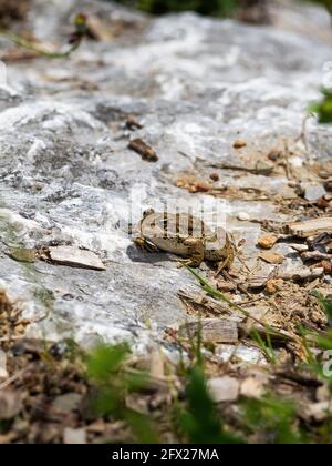 una rana appollaiata su una pietra Foto Stock