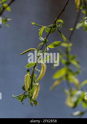 Crack salice, Salix fragilis, in fiore, con foglie giovani. Molla. Foto Stock