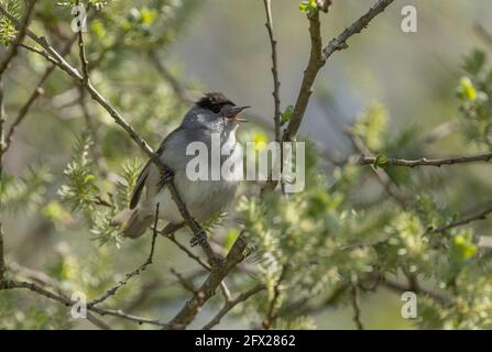 Maschio Eurasian blackcap, Sylvia alricapilla, cantando in salice Bush in primavera. Foto Stock