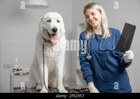 Il medico di veterinario felice guarda il suo paziente dopo aver ricevuto un'immagine radiologica dei cani zampa con buoni risultati in clinica veterinaria. Cura degli animali domestici e visita un ospedale. Cane seduto al tavolo di esame. Foto Stock