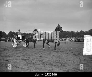 Concorso cavalli da imbragatura da due uomini Groningen A. J. A. Platvoet Enschede, 28 agosto 1956, TWEESPANNEN, cavalli, Paesi Bassi, foto agenzia stampa del xx secolo, notizie da ricordare, documentario, fotografia storica 1945-1990, storie visive, Storia umana del XX secolo, che cattura momenti nel tempo Foto Stock