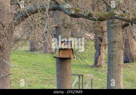 Box di Gufo di fienile su quercia, in bosco aperto. Dorset. Foto Stock