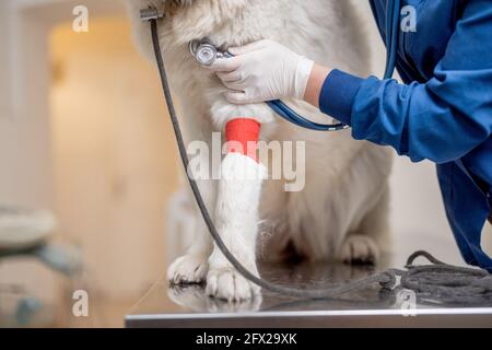 Controllo veterinario su cane grande malato bianco con zampa bendata con stetoscopio in clinica di veterinario mentre l'animale domestico seduto al tavolo di esame. Cura e salute degli animali domestici. Strofinare. Foto Stock