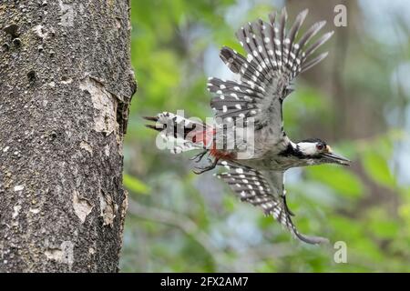 Incredibile ritratto di grande picchio macchiato fuori dal suo nido (Dendrocopos Major) Foto Stock