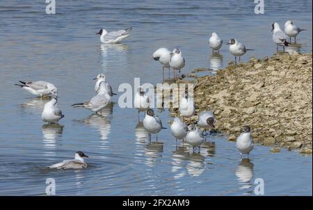 Gruppo di gabbiani a testa nera, Chromicocephalus ridibundus, in varie fasi di piumaggio, in laguna costiera poco profonda. Dorset. Foto Stock