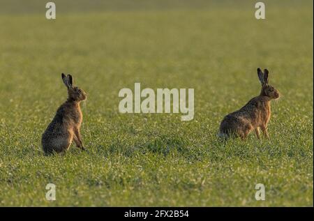 Due lepri bruni europei, Lepus europaeus, in campo arabile in primavera. Dorset. Foto Stock