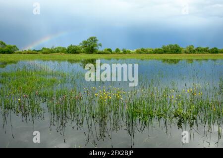 Arcobaleno su un prato allagato in tempo piovoso in primavera. Francia, Alsazia. Foto Stock