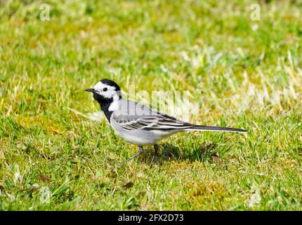 Primo piano di una wagtail, motacilla alba. L'uccello si siede su un prato verde. Songbird con piumaggio nero, grigio e bianco. Foto Stock