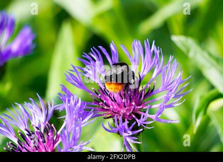 Bumblebee su un fiore viola della montagna mutandine, Centaurea montana. Primo piano di fiori di una pianta e di un insetto. Insetti che raccolgono nettare. Foto Stock