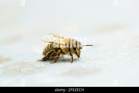 Un'ape sul coperchio di un alveare. Primo piano di un insetto su una superficie leggera. API mellifera. Fotografia macro Foto Stock