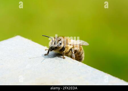 Un'ape striscia sul coperchio di un alveare. Primo piano di un insetto su uno sfondo verde e sotterraneo chiaro. API mellifera. Fotografia macro Foto Stock