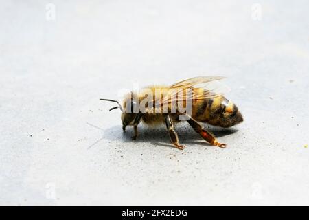 Un'ape sul coperchio di un alveare. Primo piano di un insetto su una superficie leggera. API mellifera. Fotografia macro Foto Stock