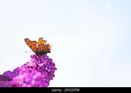 C-butterfly, Polygonia c-album. Butterfly siede sul fiore viola del lilla. Insetto in primo piano. Ali arancioni e nere. Sfondo bianco. Foto Stock