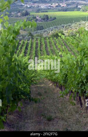 Italia, Toscana, Panzano - tenuta Fontodi , vigneti Foto © Sandro Michahelles/Sintesi/Alamy Stock Photo Foto Stock