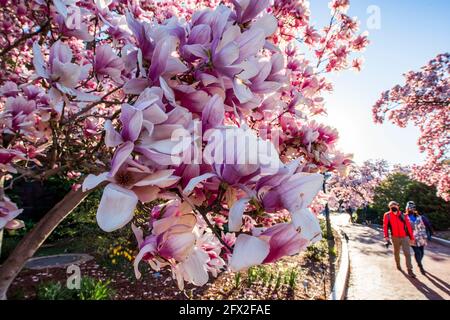 I turisti camminano attraverso gli alberi di magnolia pieni di fiori rosa all'Enid A. Haupt Garden, Smithsonian Institution, a Washington, D.C. Foto Stock