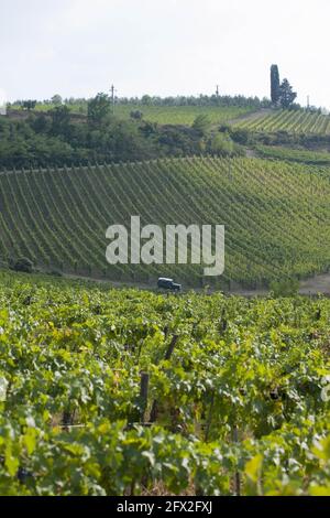 Italia, Toscana, Panzano - tenuta Fontodi , vigneti Foto © Sandro Michahelles/Sintesi/Alamy Stock Photo Foto Stock