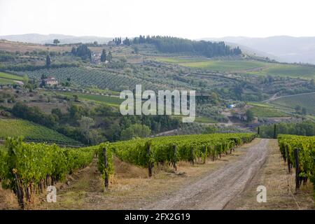 Italia, Toscana, Panzano - tenuta Fontodi , vigneti Foto © Sandro Michahelles/Sintesi/Alamy Stock Photo Foto Stock
