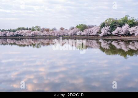 Il bacino di Tidal a Washington, D.C. è trasformato in uno specchio, riflettendo le formazioni di nuvole e gli alberi di ciliegio rosa. Foto Stock