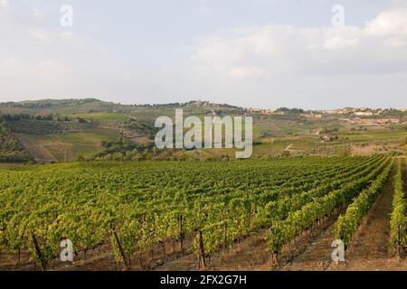 Italia, Toscana, Panzano - tenuta Fontodi , vigneti Foto © Sandro Michahelles/Sintesi/Alamy Stock Photo Foto Stock