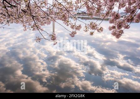 Il cielo blu, le nuvole bianche e i fiori di ciliegio rosa si riflettono nelle acque cristalline del bacino del Tidal a Washington, D.C. Foto Stock