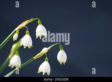 Ninfee bianche e fini della valle su sfondo scuro. Fiore pianta in primavera. Convallaria majalis in primo piano. Fiori bianchi a forma di campana. Foto Stock