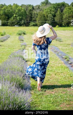 Una donna caucasica che indossa occhiali da sole e un vestito blu cammina in un campo di lavanda fresca. I suoi capelli e vestito soffiano nel vento. Prato in fiore, conto Foto Stock