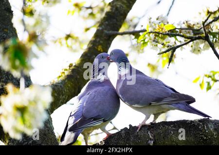 Due piccioni di legno turtling sono seduti su un ramo nel ciliegio. Columba Palumbus. Uccelli con piumaggio grigio. Uccello europeo. Foto Stock