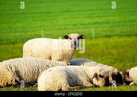 Pecora su un prato verde. Gregge di pecore che pascolano in un pascolo. Animali da allevamento, mammiferi. Foto Stock
