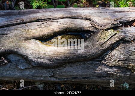 Un tronco di albero caduto con una cavità a forma di occhio, riempito di acqua limpida Foto Stock