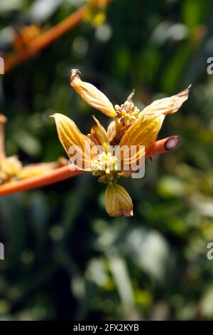 CORNUS SANGUINEA. DOGWOOD. FUOCO DI METÀ INVERNO. Foto Stock