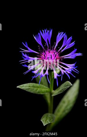 Centaurea montana, una pianta perenne di fiori di mais, conosciuta anche come fiore di mais di montagna, bottoni di bachelor, mutaneti e bluet di montagna. Foto Stock
