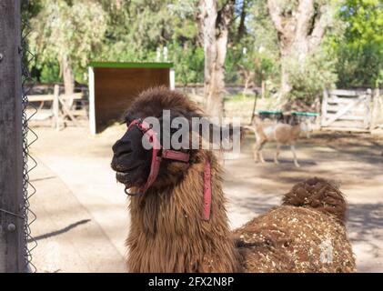 Lama marrone (lama glama) nella fattoria. Foto Stock