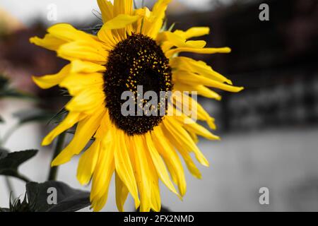 Un girasole in fiore alla fine di un Sud Estate africana nel Capo Occidentale Foto Stock