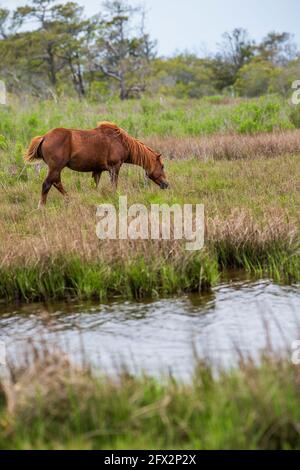 Un pony selvaggio pascola nelle erbe di bayside a Assateague Island National Seashore. Foto Stock
