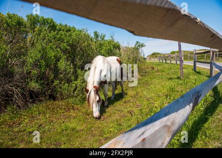 Un pony selvatico pascola sull'erba dietro le recinzioni in legno a barra spaccata al Mare Nazionale dell'Isola di Assateague. Foto Stock
