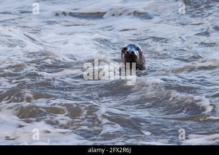 Superficie in gripo di halichoerus con guarnizione grigia singola vicino alla riva In acqua discontinua del Mare d'Irlanda Foto Stock