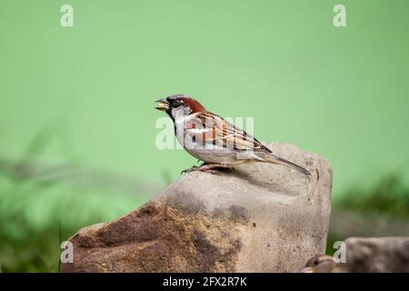 Maschio Casa Sparrow Passer domesticus in profilo con un seme nel suo disegno di legge che perching su una pietra di rockery e contro uno sfondo verde chiaro diffuso Foto Stock