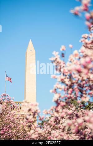 Il Washington Monument è incorniciato da alberi di magnolia in fiore rosa. Foto Stock