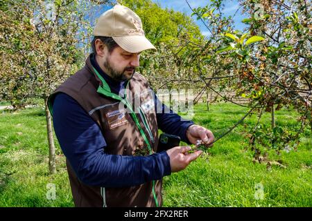 Frutticoltore controlla la sua piantagione di ciliegie Foto Stock